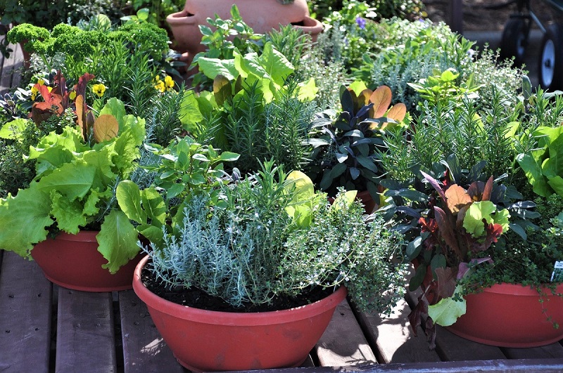 Container gardens are among the quickest and most dramatic fixes to dull spaces.