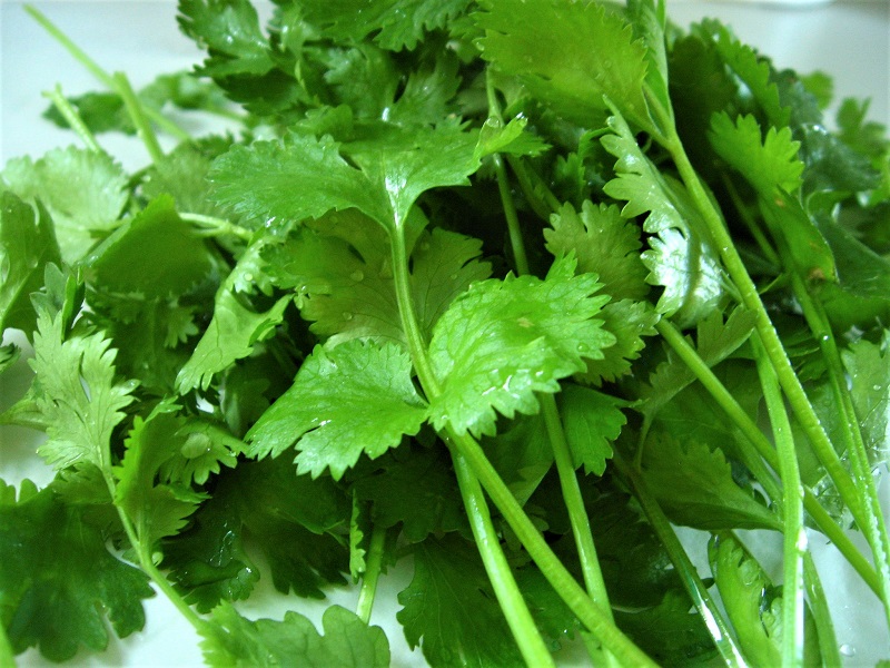 You can begin harvesting coriander leaves once the plants are grown and well-established. 