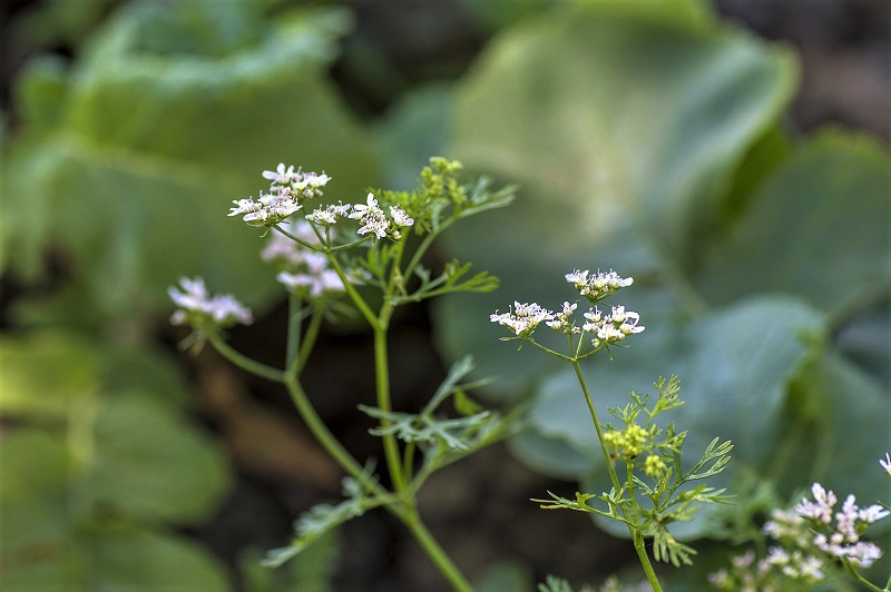 Unlike plants grown for leaves, you should allow coriander plants grown for seed to flower.