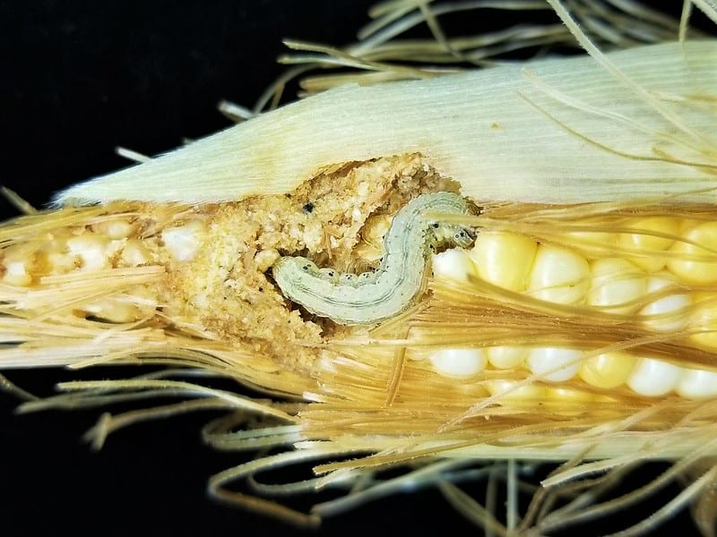 Corn earworms are a common problem among corn crops. 