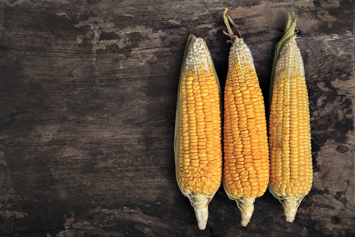How to Grow Sweet Corn in Your Backyard