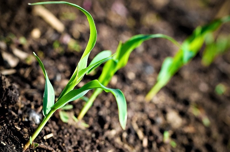 If you are planting corn for fresh eating, grow a minimum of 10 to 15 plants for each member of the family.