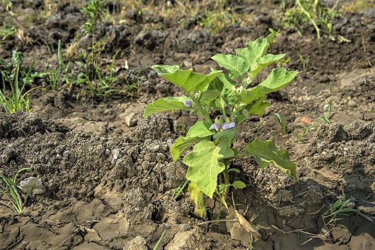 How to Grow Eggplants from Seed to Harvest - The garden!