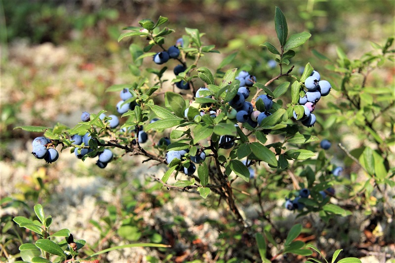 The third tier includes flowering and fruiting undergrowth that attracts wildlife.