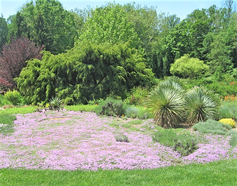 The ground-cover layer is exactly what its name implies – a bed of low, ground-hugging plants, preferably of the varieties that offer food or habitat for wildlife.