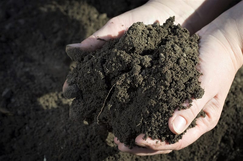 Much of the success of your corn crop will depend on the condition of your soil. 