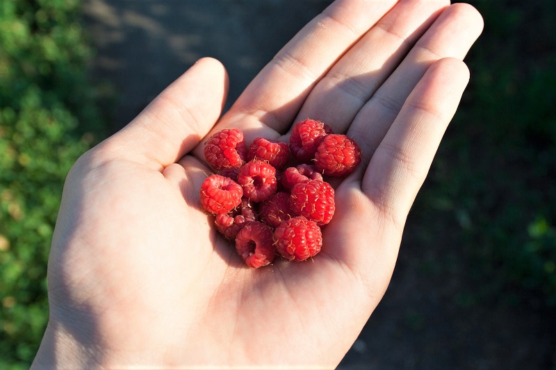 Try to harvest berries on sunny days, when the fruits are dry.