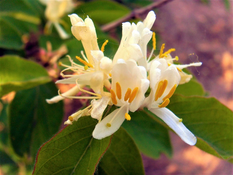Honeysuckle blooms fill the air with an intoxicating scent in the daytime and at night.