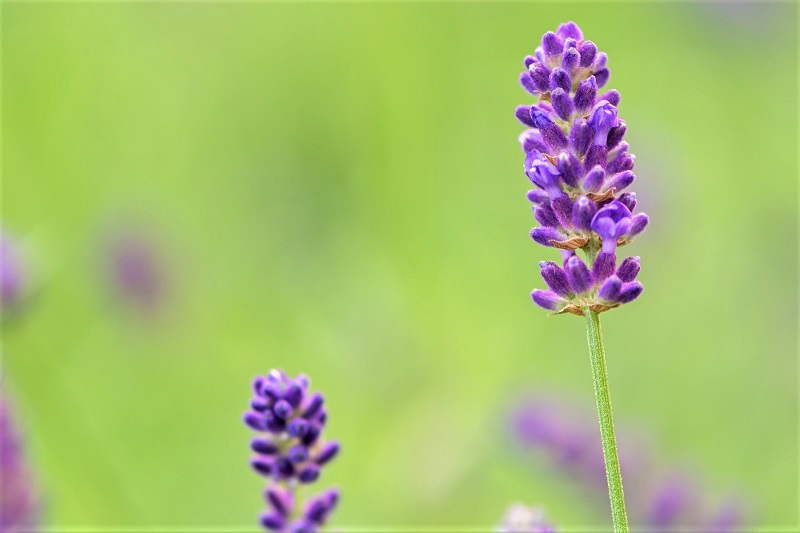 The fragrance of lavender is at once peppery, herbaceous, misty, smoky - and unmistakably green.