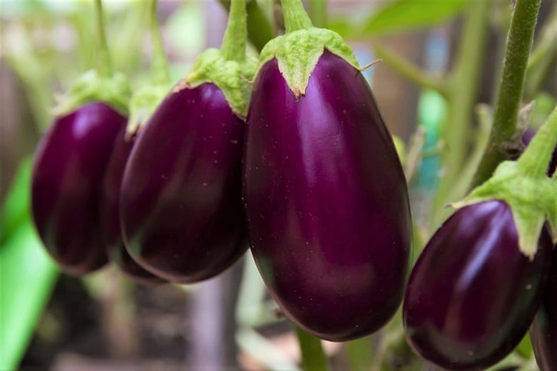 The Moors brought eggplants to Europe in the 8th century, along with paper and the Hindu-Arabic numeric system.