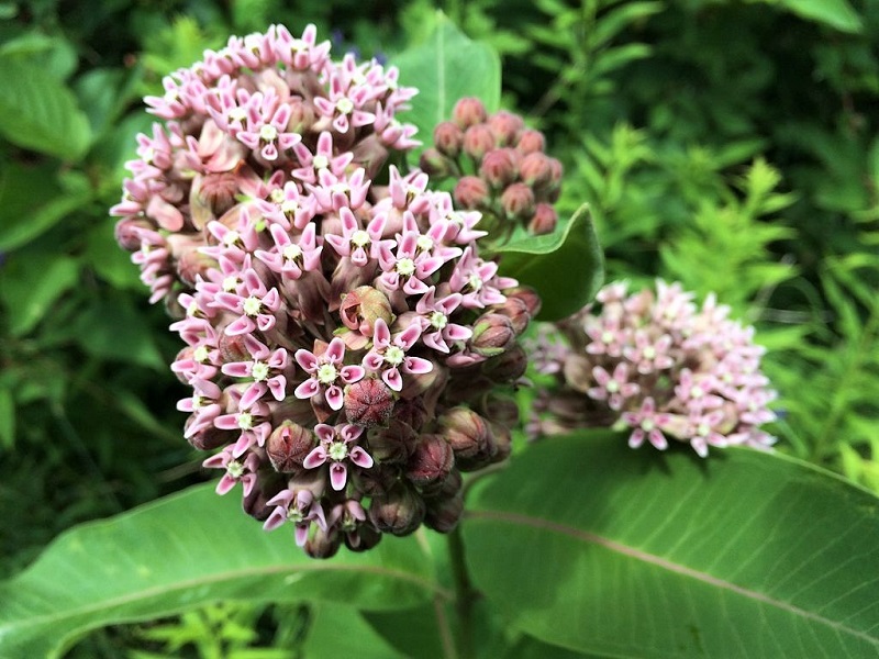 The milkweed is among the few food sources for Monarch butterfly caterpillars, but you might grow an entire bed solely for its appearance and fragrance.
