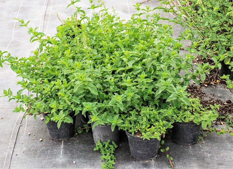 Mint will grow well in standard potting mix enriched with some aged compost. 