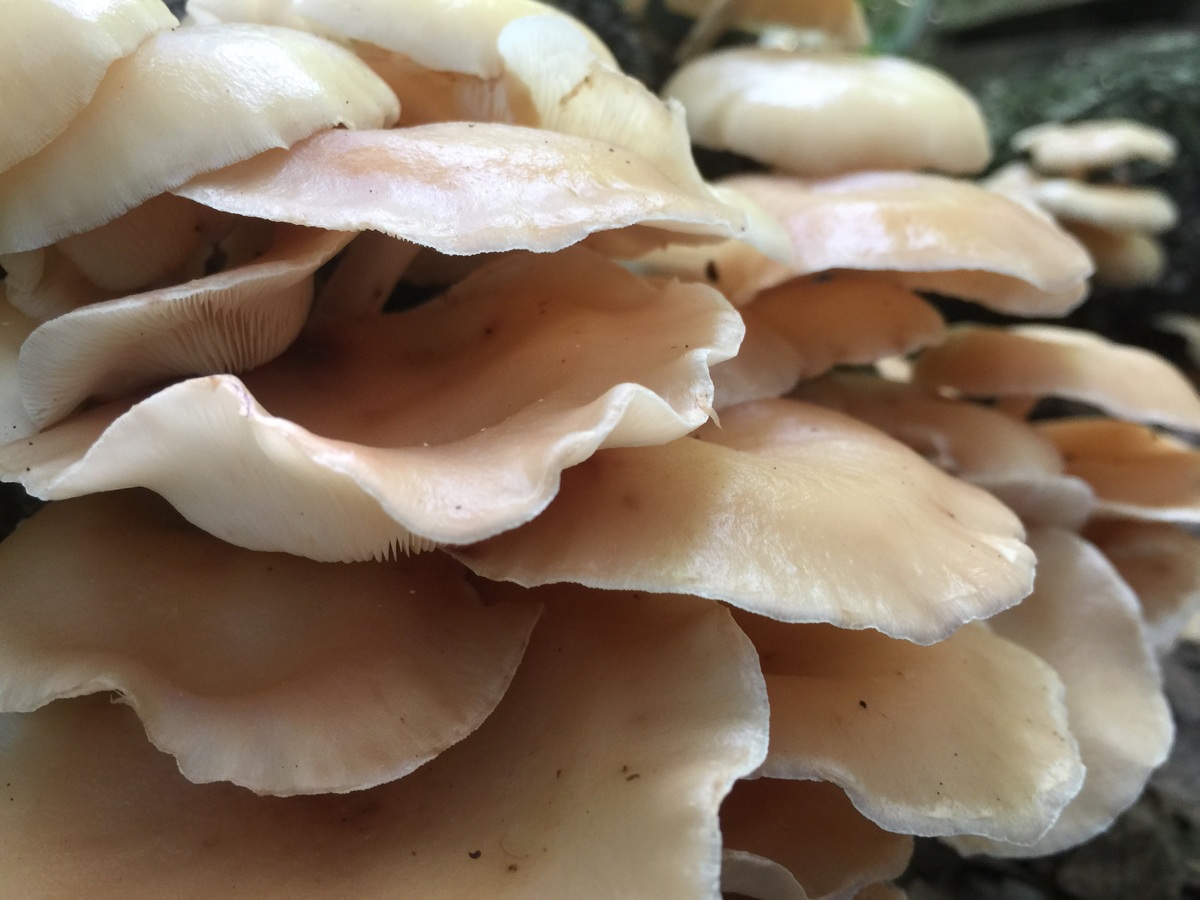 oyster mushroom spore print