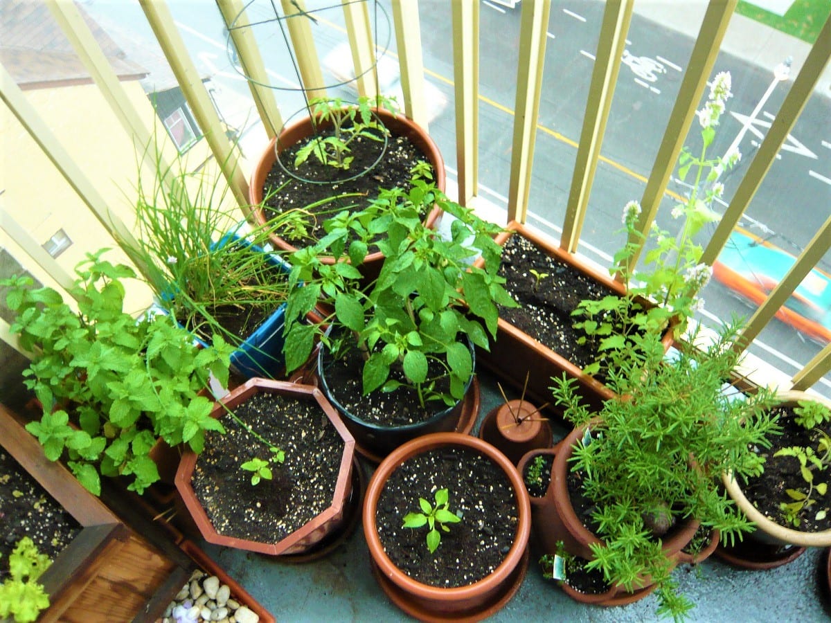 Organic Container Gardening Tips  Ensure Your Harvests are Organic