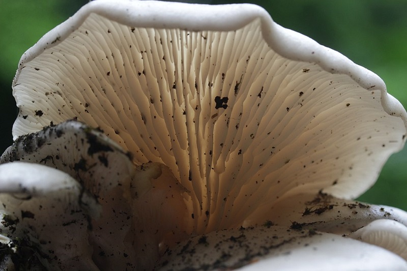 Mushrooms grow best in dark places with temperatures hovering between 13°C and 16°C.