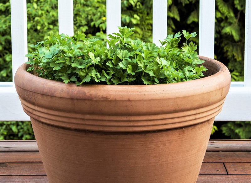 You can harvest parsley as needed, cutting the stems at the base so that new leaves grow back quickly.