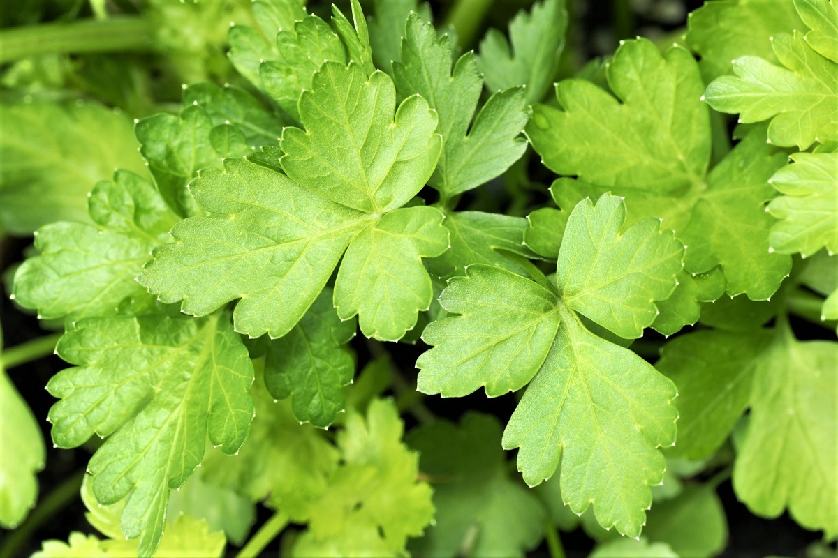 Grow Your Own Parsley
