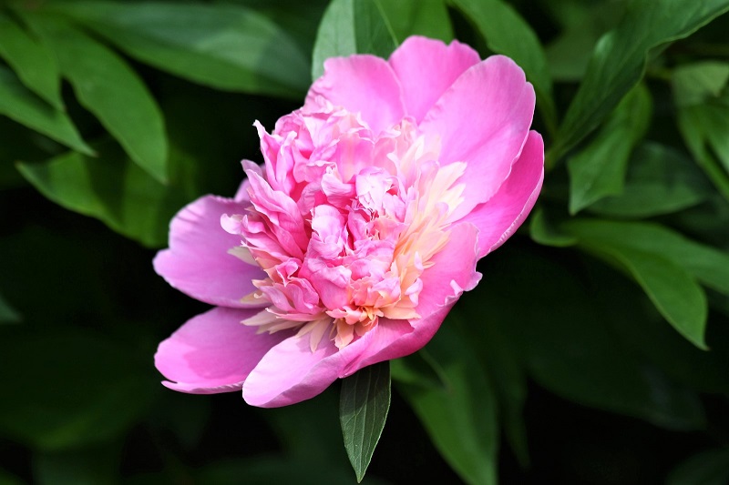 The peony’s blooms will add a distinctive sweet scent to garden paths, bridal bouquets, and indoor flower arrangements.