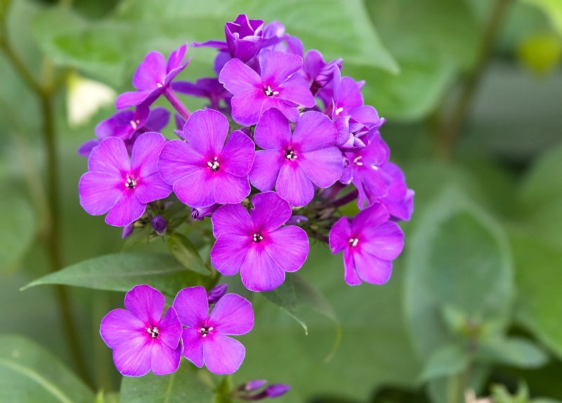 The garden phlox’s bloom produces a fantastic, sugary fragrance reminiscent of vanilla-clove and honey.