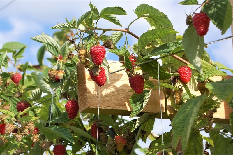 Raspberries are vigorous growers and will produce runners that soon fill up a bed.