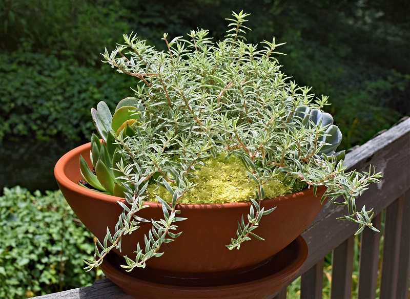 With its fresh, woodsy fragrance, rosemary is bound to please dinner guests. 