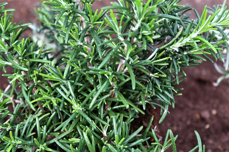 You can plant rosemary outdoors in containers around the time of the average last frost. 