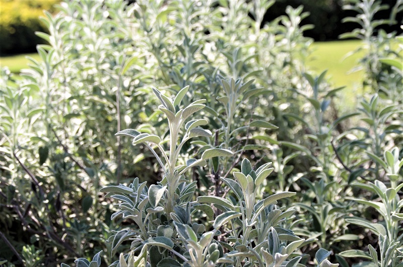 Water the newly-planted sage thoroughly and deeply. 