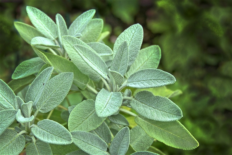 You can grow sage in any large container so long as it receives full sun.