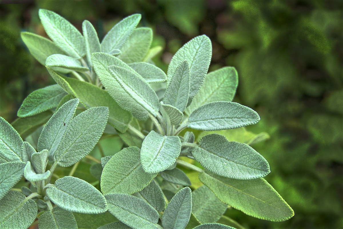 Growing Sage in a Container: 7 Easy Steps