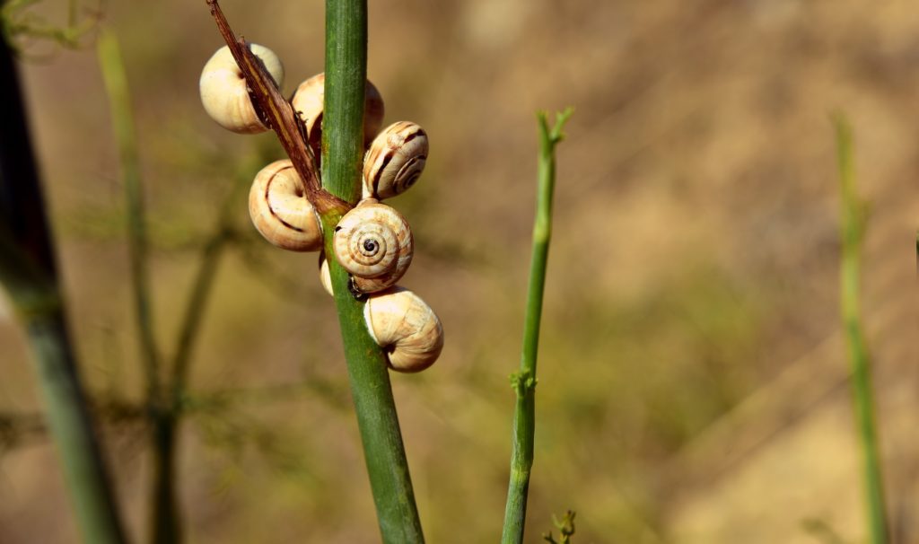 Slugs and snails will occasionally feed on young fennel seedlings.