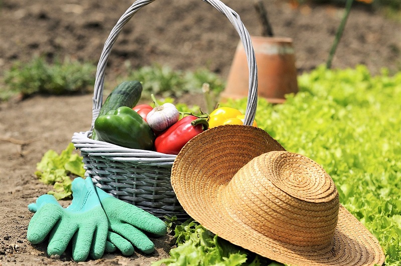 7 Tips to Help Your Grow a Better Summer Garden
