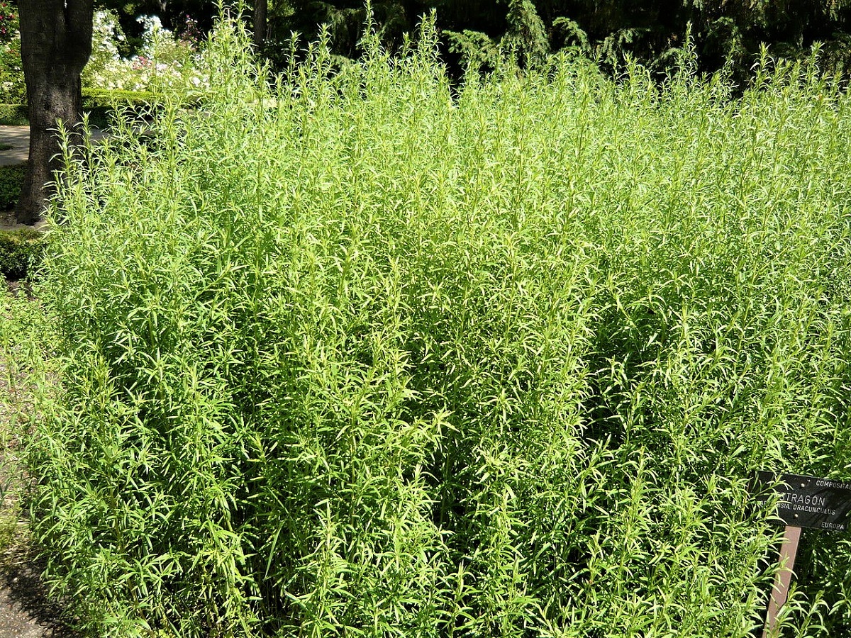 Grow Your Own French Tarragon
