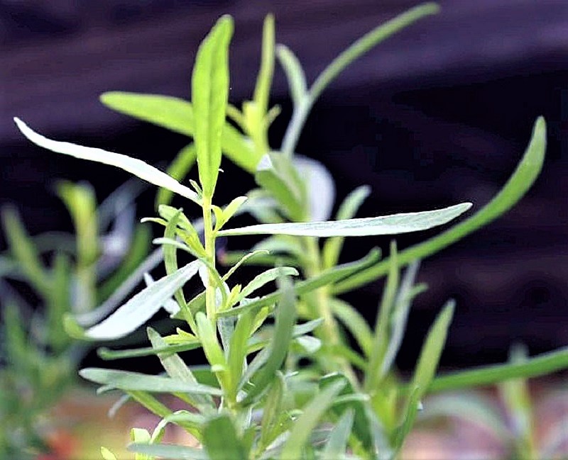 Tarragon prefers a sunny, sheltered location with fertile, free-draining soil. 