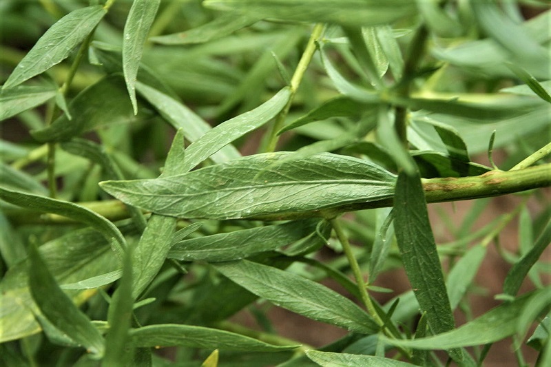 You can harvest tarragon from May until September. 