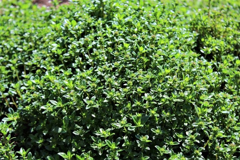 All About Growing Thyme in the Garden – The garden!