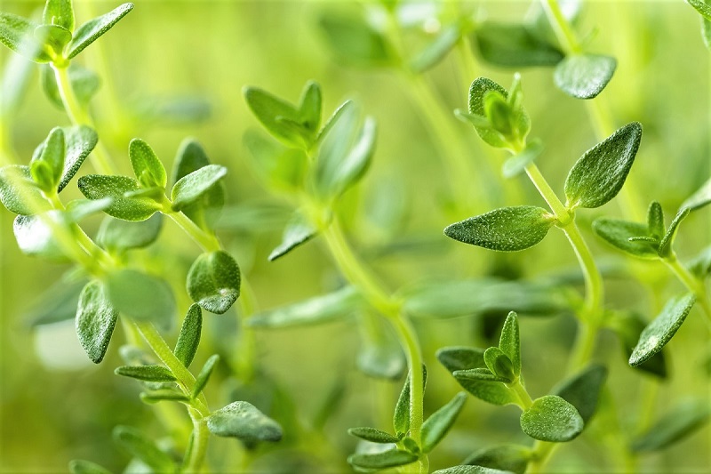  The herb is singularly well-matched to growing conditions in most backyards.