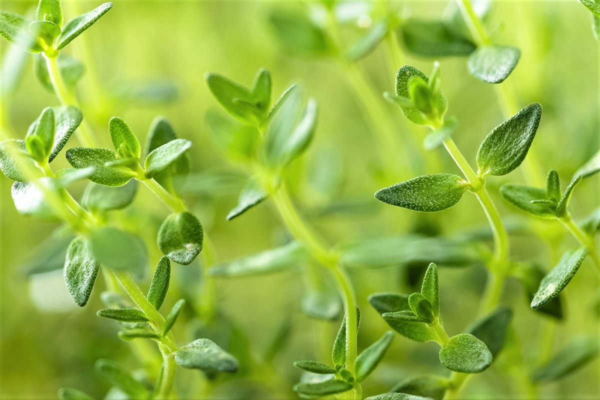 All About Growing Thyme in the Garden
