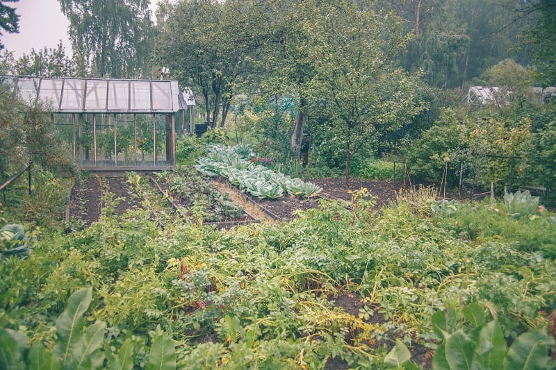 Tidy and clean gardens are less likely to attract rats. 