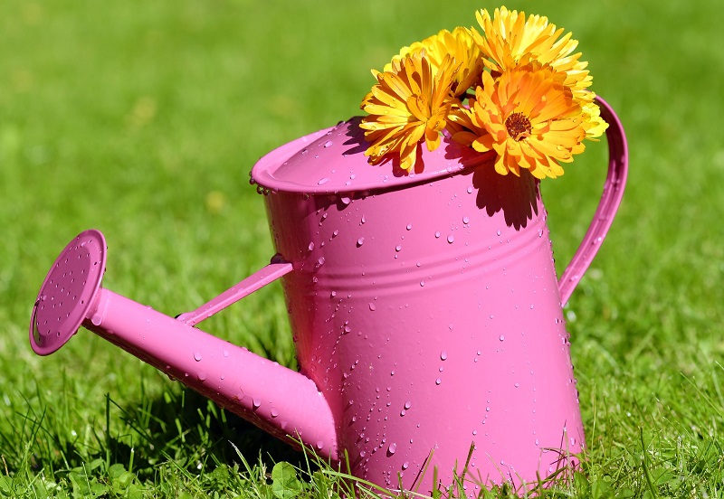 Mornings are the best time to water your garden. 