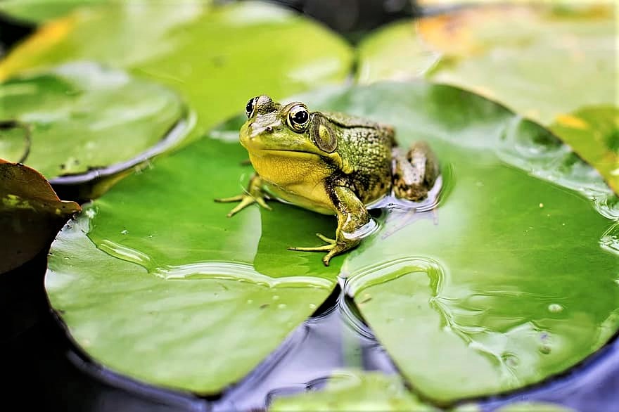 Frogs, toads, and newts will use even small bodies of water to breed.