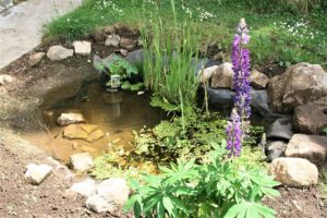 How to Create Your Own Wildlife Pond – The garden!