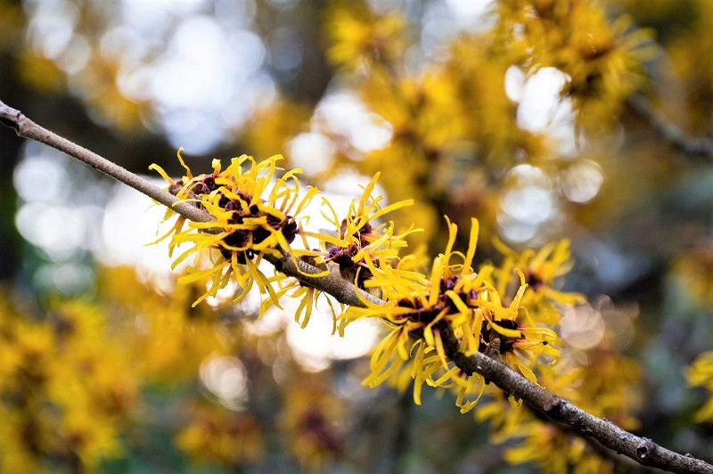 The witch hazel is an excellent answer to the wistful longing for bloom and fragrance in the dead of winter. 