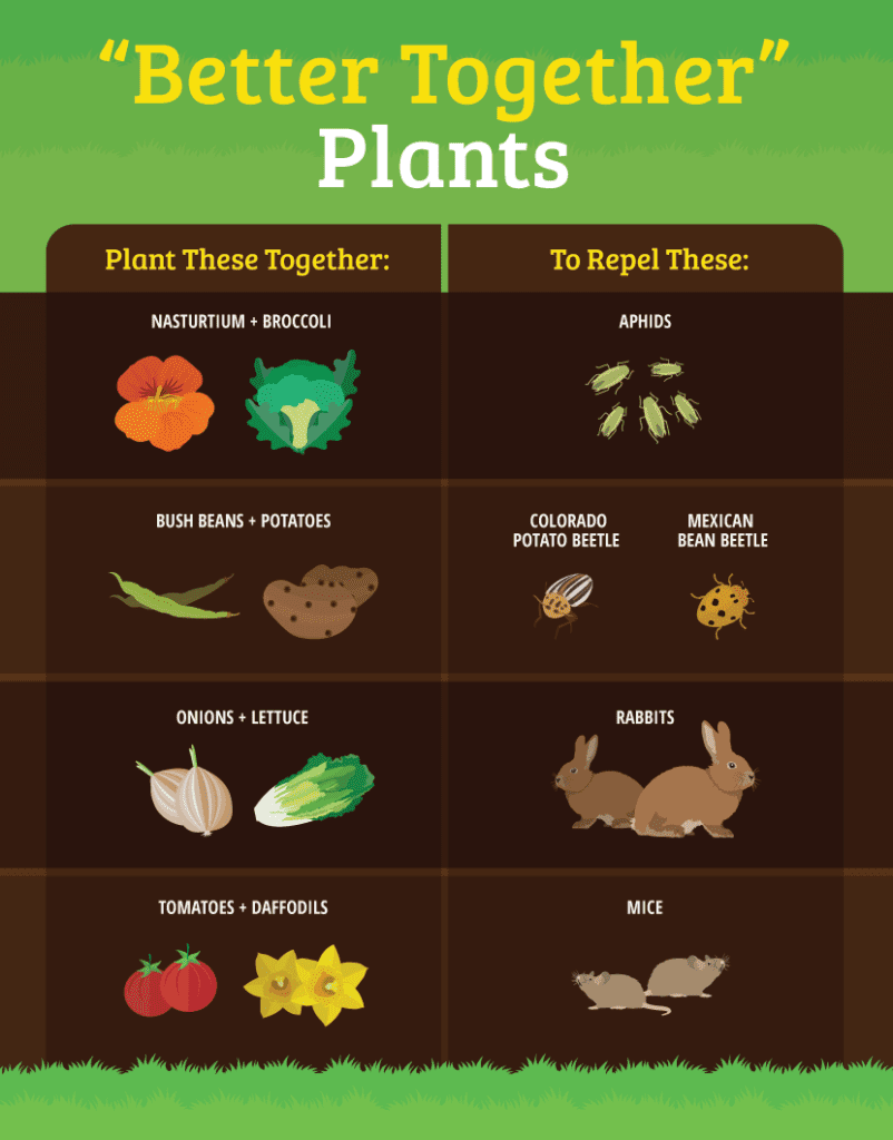 Many plants are complementary in their ability to control pests.