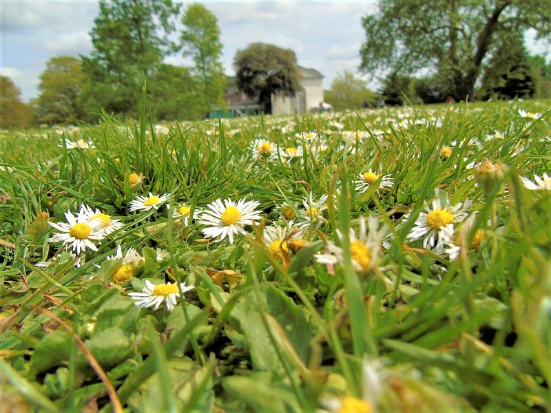 A single packet of chamomile tea bags can be the source of thousands of free seeds.