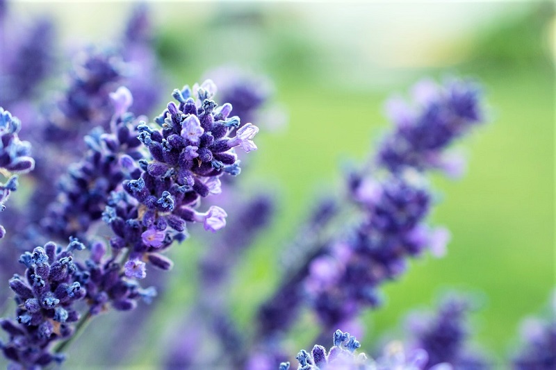 While lavender is drought-tolerant, supply the plant with enough water during prolonged dry spells.