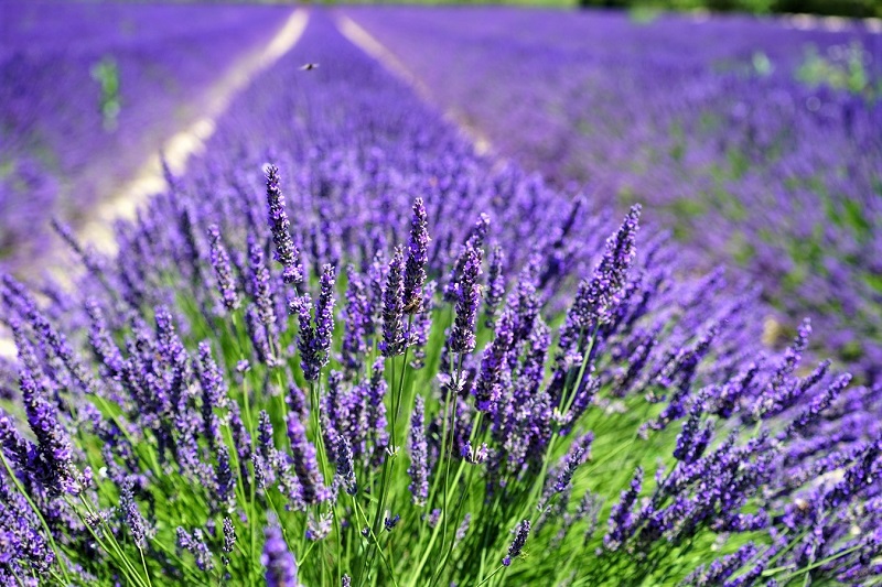 Lavender prefers to grow in a free-draining garden bed that receives six hours of sun a day.