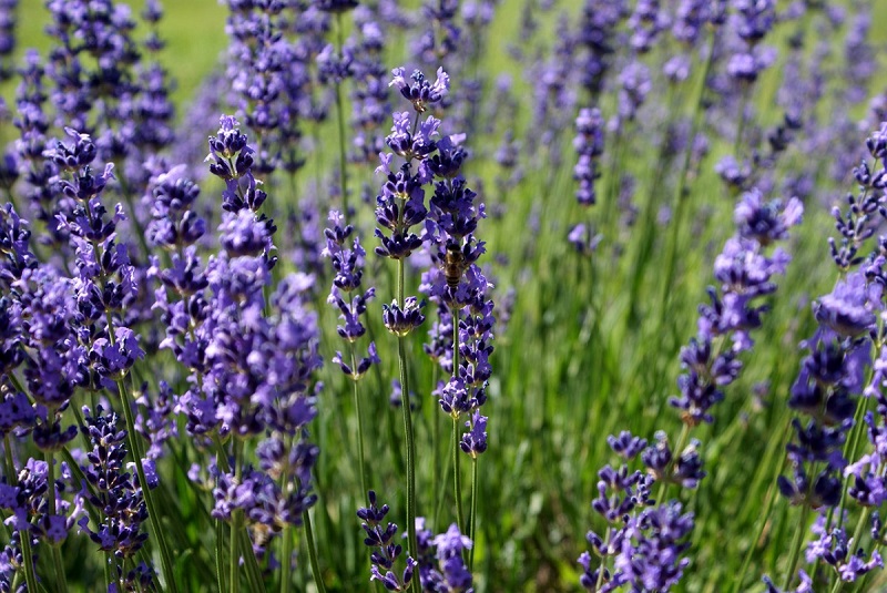 Bees get a buzz from lavenders.