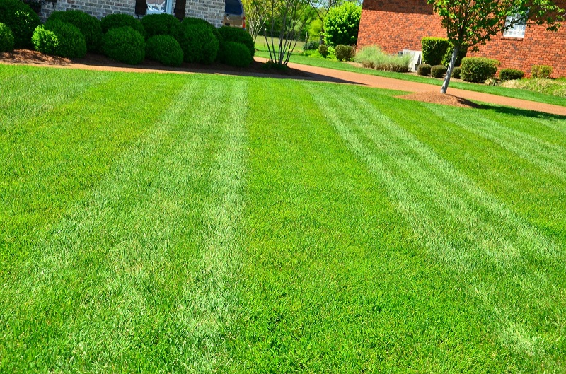 The US Environmental Protection Agency (EPA) says Americans use 9 billion gallons of water on their lawns every day. 