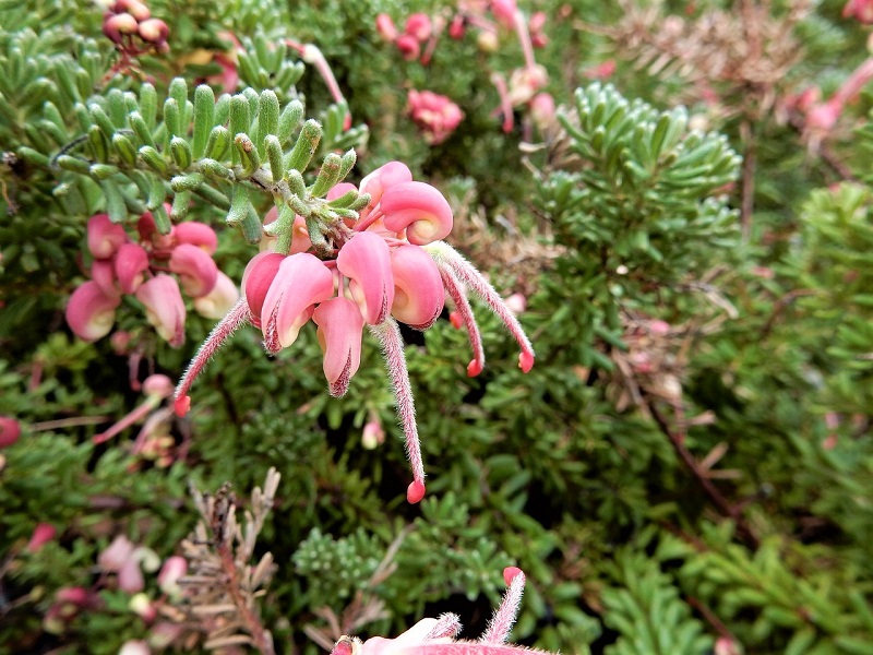  Even within a single genus, the size and shape of flower parts can vary enough to appeal to an entirely different set of insects.