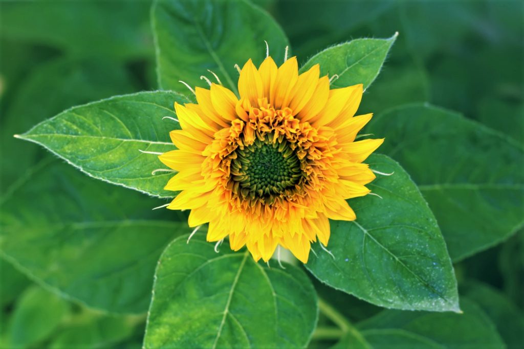 The sunflower is not just a plant but a kind of symbol for summer, nature, and innocence.